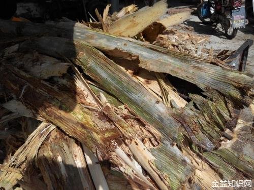 桉树皮的功效与作用