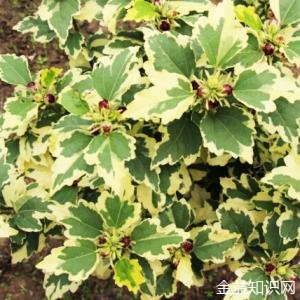 木槿叶的功效与作用