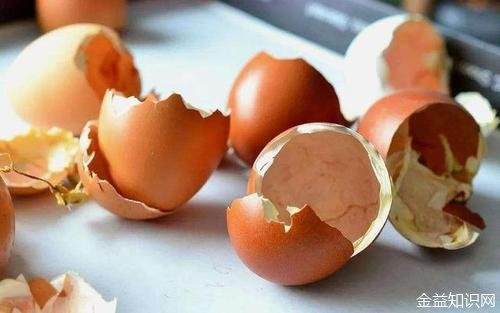 鸡蛋壳的功效与作用