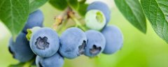 蓝莓可以放冰箱保存吗