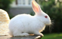 兔子的尾巴为什么长不了 兔子的尾巴为什么不能拽