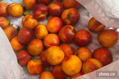 油桃是什么季节的水果