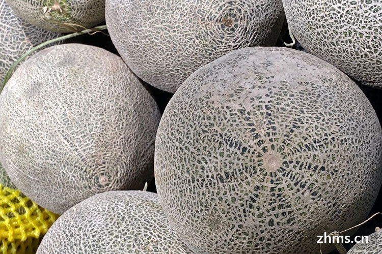 圆的哈密瓜是什么品种