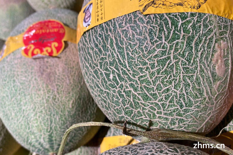 圆的哈密瓜是什么品种