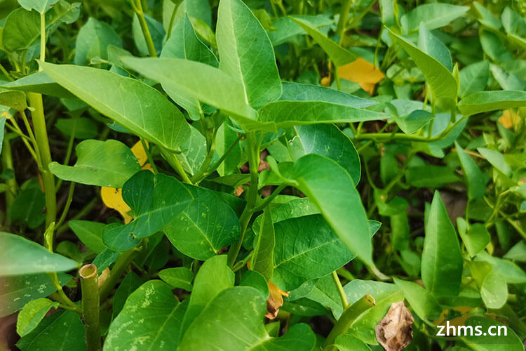 空心菜怎么炒好吃