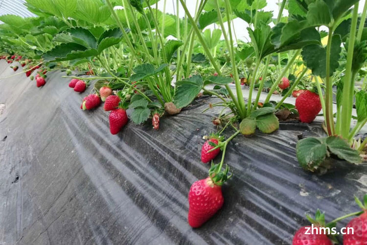 草莓怎么储存保鲜