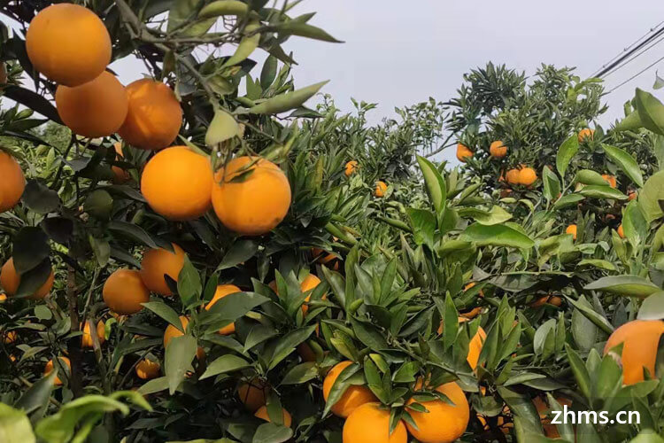 早熟柑橘品种有哪些