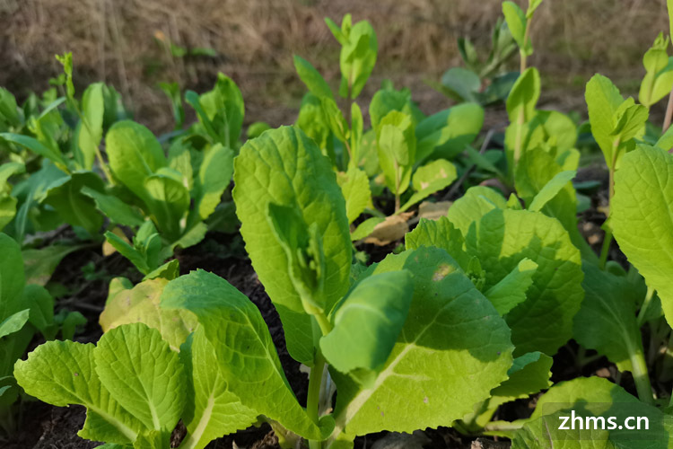 青菜如何保存才保鲜不变黄