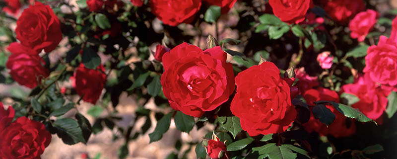 如何才能让玫瑰花保存时间长点 让玫瑰花保存时间长的方法