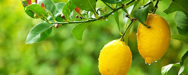 盆栽柠檬如何种植 如何种植盆栽柠檬