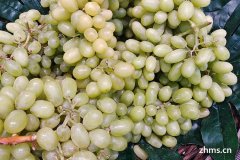 葡萄种群及主要品种