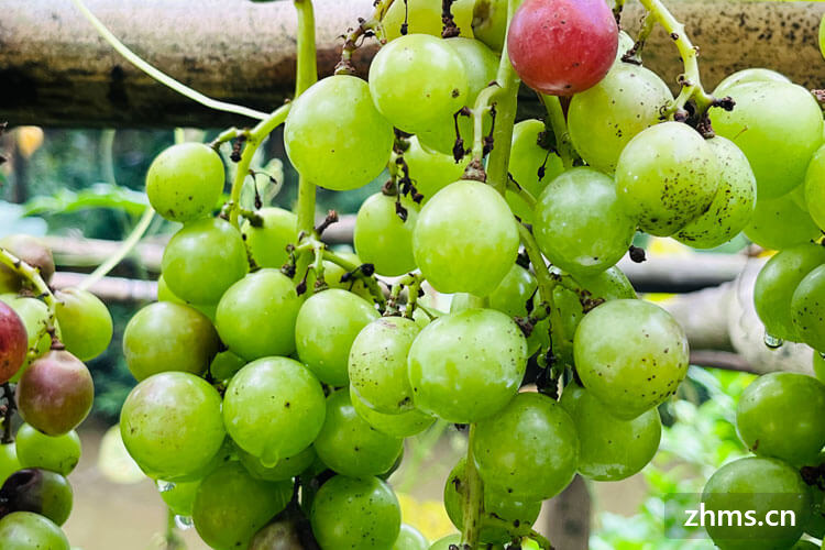 常见的葡萄品种有哪些