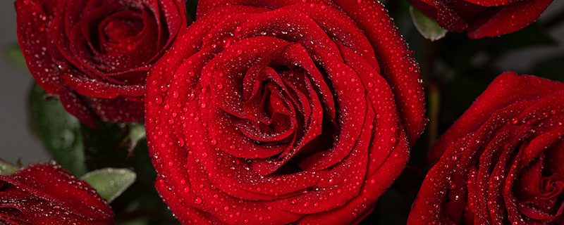玫瑰花语每朵代表什么 不同朵数玫瑰花的花语