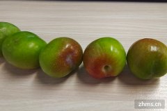 南方李子几月份成熟