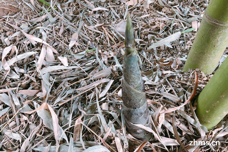 竹笋还需要焯水吗