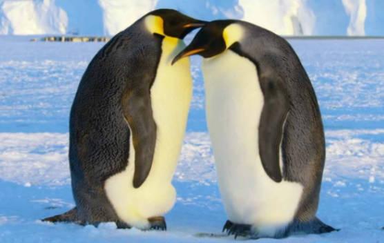 企鹅通常一次产卵几个(企鹅每次产卵几个)
