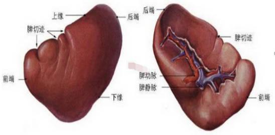 人体中最大的淋巴器官是什么(人体最大的淋巴器官是什么)