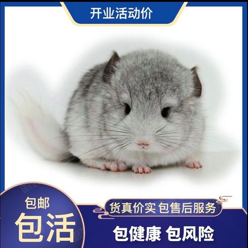 龙猫一般能活多久